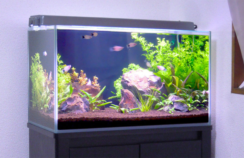 個人宅様 60cm淡水魚水槽 水槽レンタル事例 水槽画像3