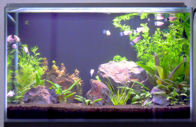 個人宅様 60cm淡水魚水槽 水槽レンタル事例 水槽画像4