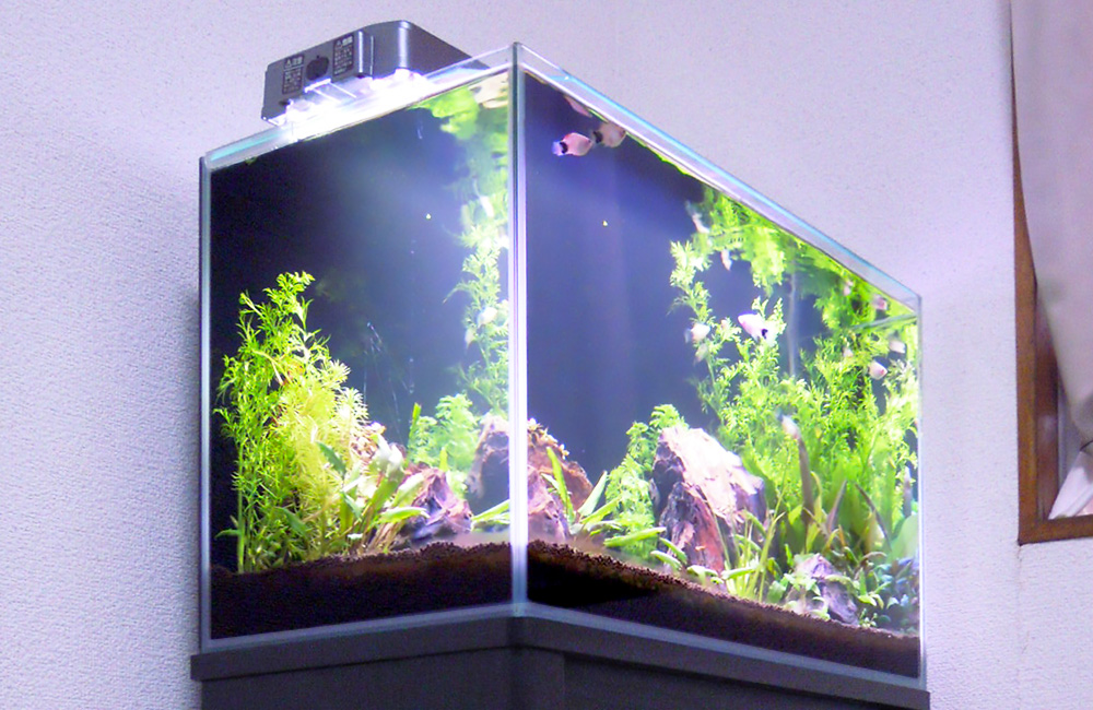 照明に照らされた水草と小型魚が泳ぐフレームレス水槽