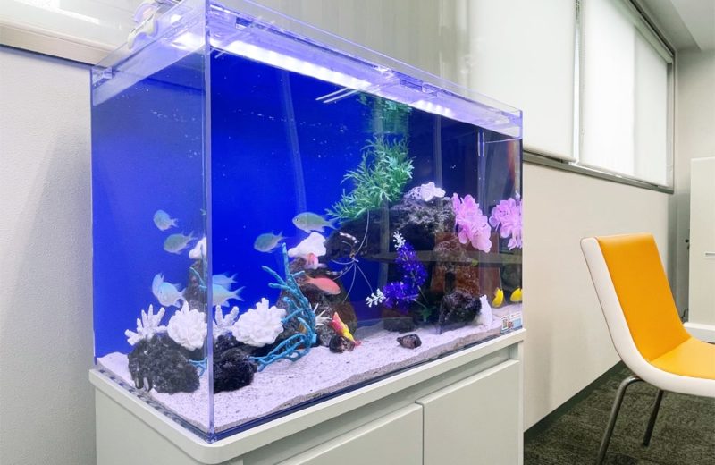 東京都新宿区 企業オフィス 60cm海水魚水槽レンタル事例 6年目の様子 水槽画像1