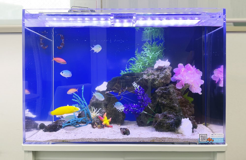 東京都新宿区 企業オフィス 60cm海水魚水槽レンタル事例　6年目の様子