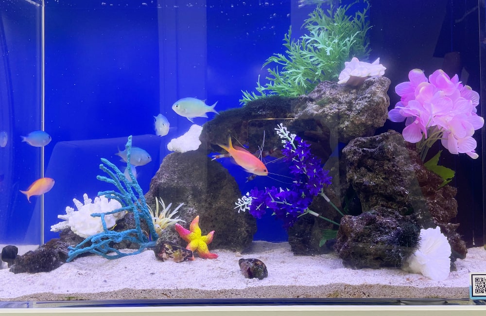 青い背景の水槽を泳ぐ海水魚と造花のレイアウト