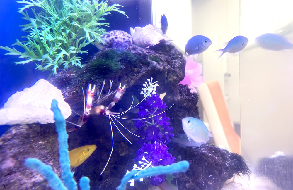 岩陰のエビと青い海水魚が泳ぐ海水魚水槽のレイアウト