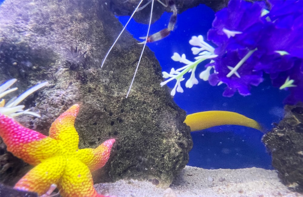 岩陰の黄色い海水魚とヒトデのオブジェがある水槽内景