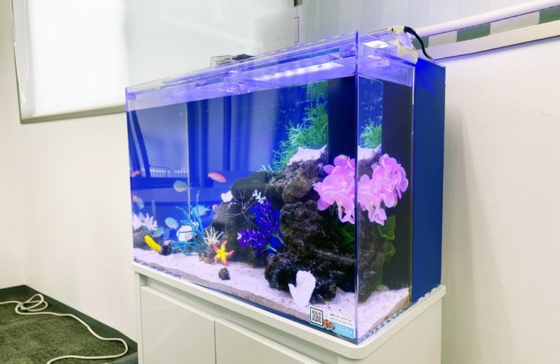 東京都新宿区 企業オフィス 60cm海水魚水槽レンタル事例 6年目の様子 水槽画像5