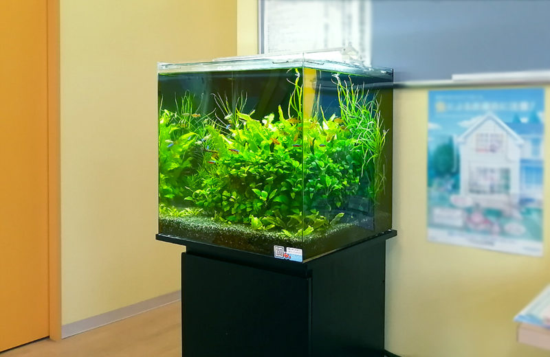 神奈川県川崎市 クリニック様 45cm淡水魚水槽 15年目のレンタル事例 水槽画像2