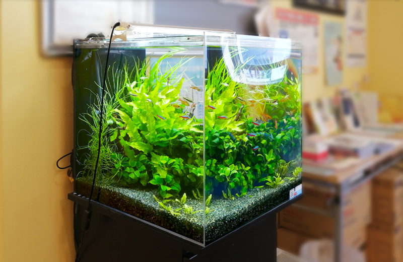 神奈川県川崎市 クリニック様 45cm淡水魚水槽 15年目のレンタル事例 水槽画像4
