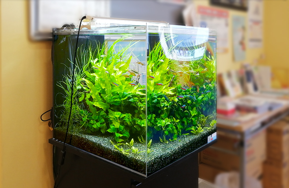 水草が茂る水槽内を泳ぐネオンテトラの仲間と小型魚