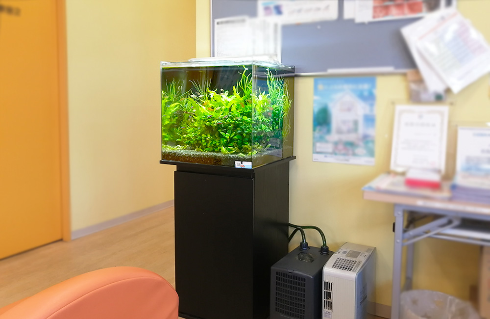 黒い水槽台に設置された水草が茂る小型の淡水魚水槽