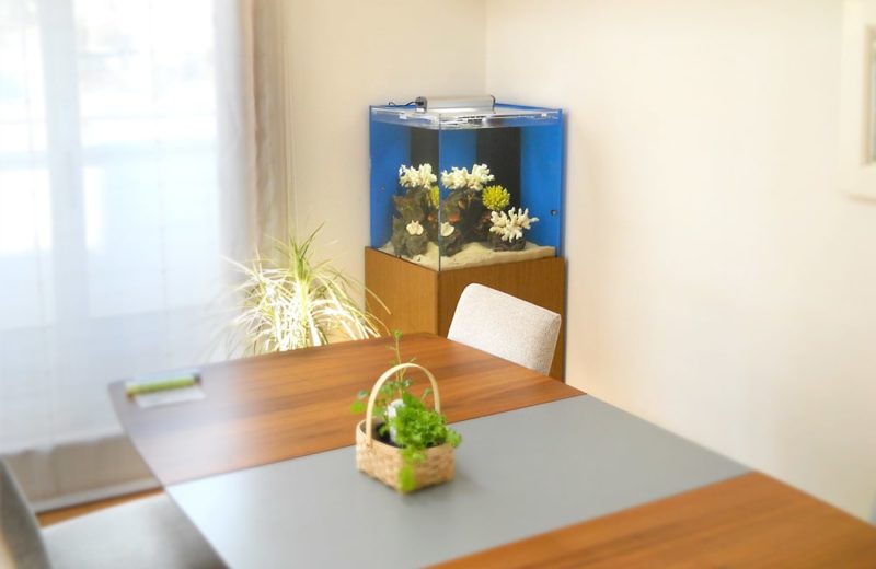 東京都渋谷区 明るいリビングに設置 50cmキューブ型海水魚水槽レンタル事例 水槽画像1