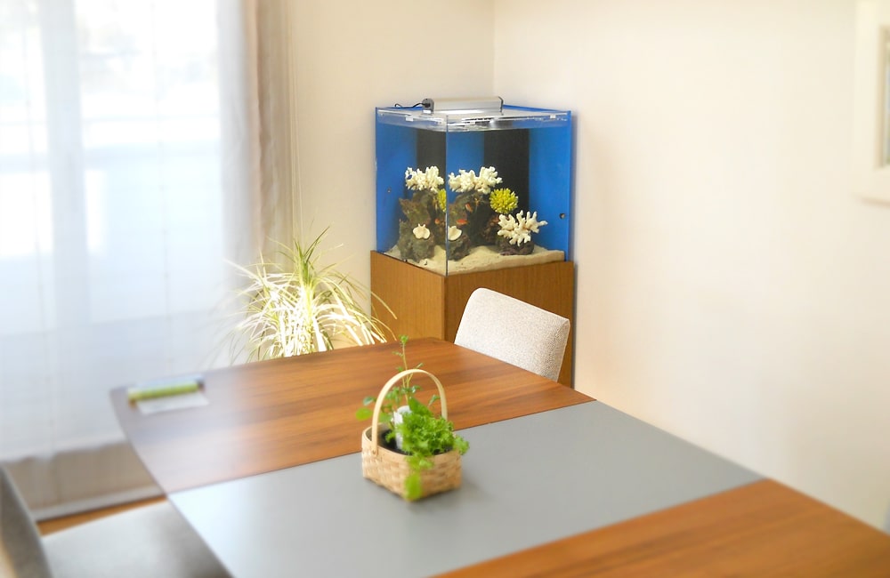 東京都渋谷区　明るいリビングに設置　50cmキューブ型海水魚水槽レンタル事例のサムネイル画像