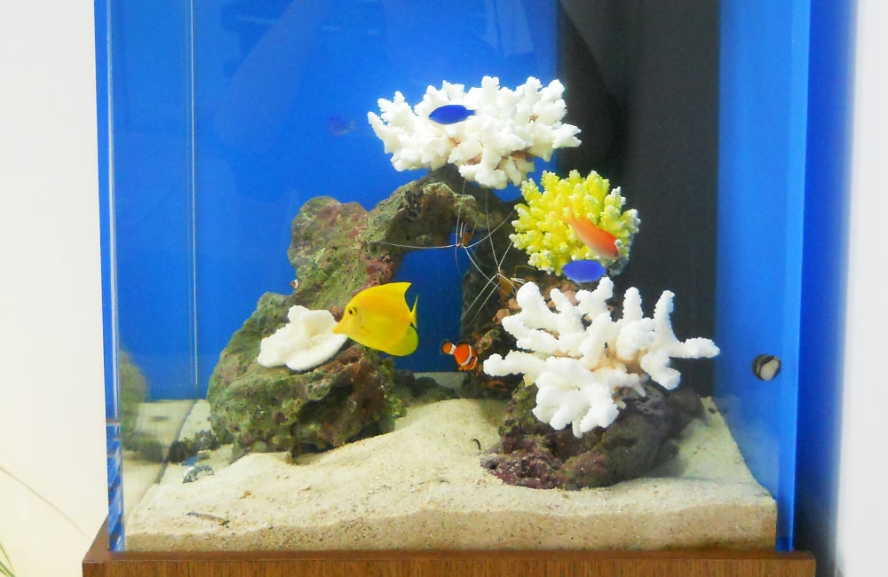 サンゴと海水魚が泳ぐ青い背景の小型海水水槽
