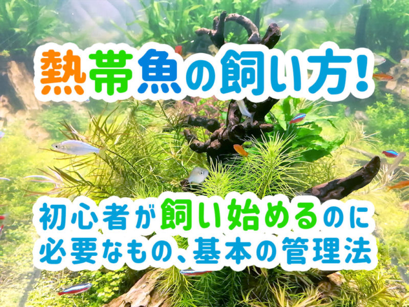 熱帯魚の飼い方と初心者に必要なものや管理法の見出し画像