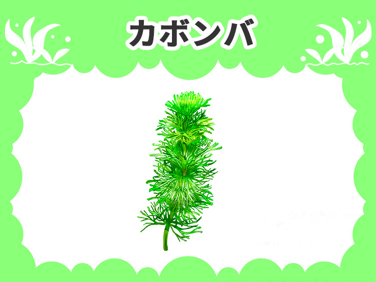 カボンバの水草図鑑
