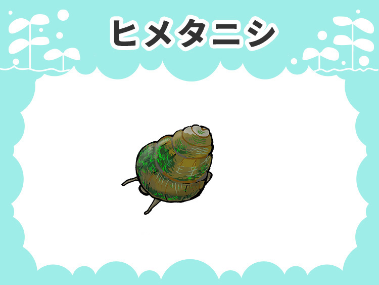 ヒメタニシの文字と貝のイラストが描かれた見出し画像