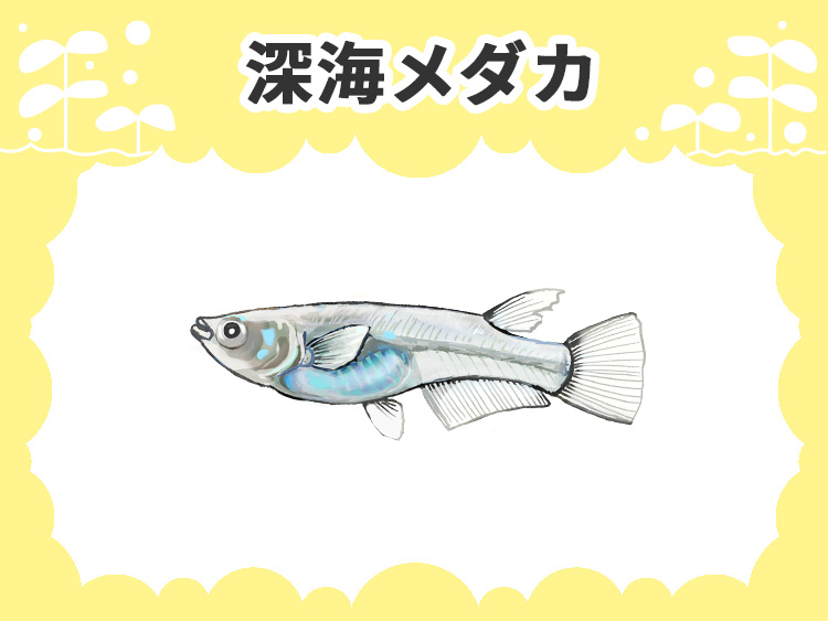 深海メダカの文字と青白いメダカのイラスト画像