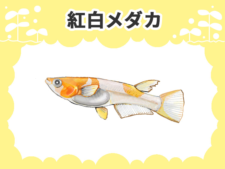 紅白メダカの文字とメダカのイラストの見出し画像