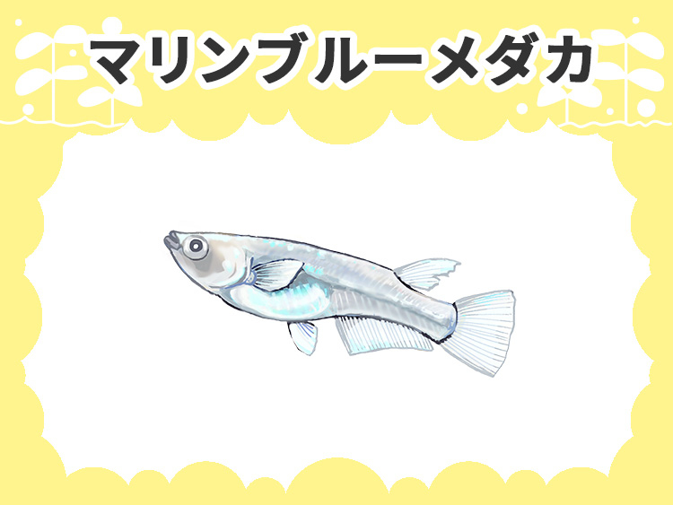 マリンブルーメダカの文字とメダカのイラストの見出し画像
