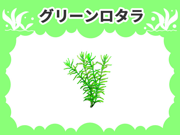 グリーンロタラの水草図鑑