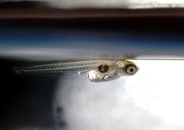水面に浮く透明なメダカの稚魚の姿