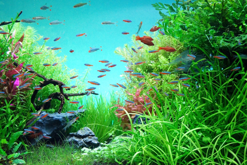 水草が茂る水槽内を泳ぐネオンテトラの仲間と小型熱帯魚