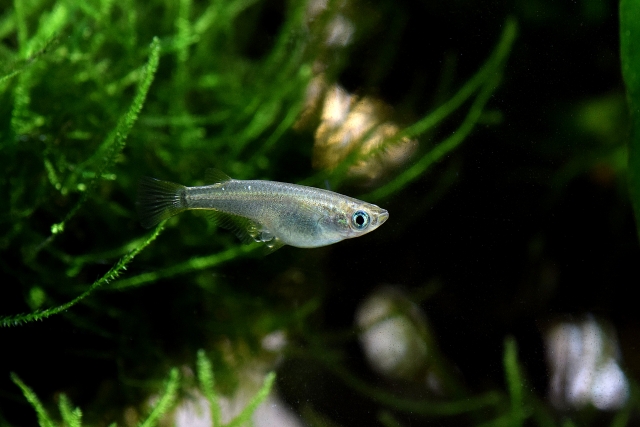 水草の間を泳ぐ卵を抱えたメダカの横顔