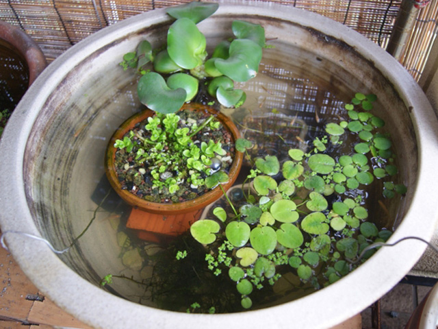 浮き草や水草の鉢を浮かべた睡蓮鉢のビオトープ