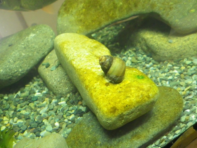 水槽内の苔が付着した石の上に留まる1匹の貝