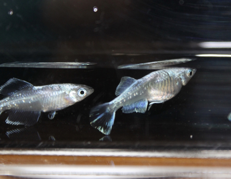 黒い背景の水槽内を泳ぐ2匹の銀色のメダカ