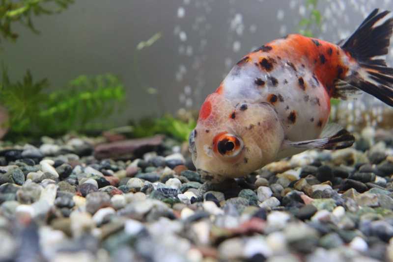 砂利の底で餌を探す三色模様の出目金と水草の背景