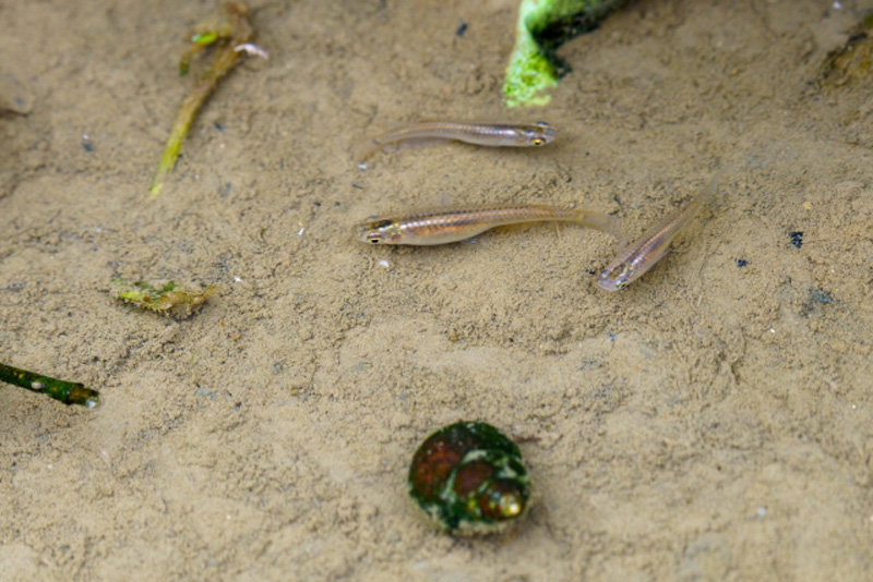 砂底を泳ぐ3匹のメダカと手前のタニシの仲間