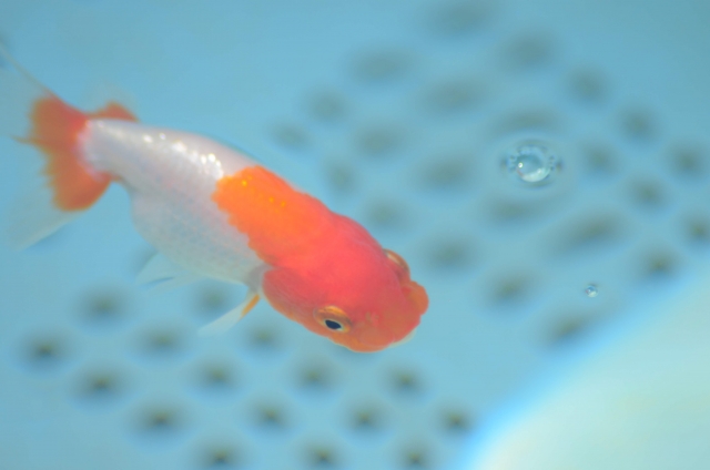 水色の容器を泳ぐ赤と白の金魚と水面に浮かぶ気泡
