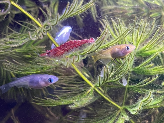水草の間を泳ぐメダカと赤いエビの仲間