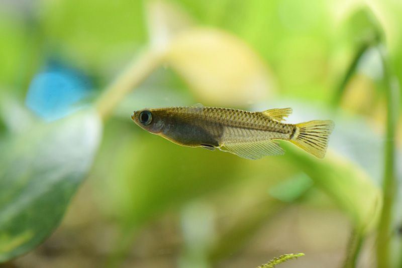 水草を背景に泳ぐ1匹のメダカの横顔