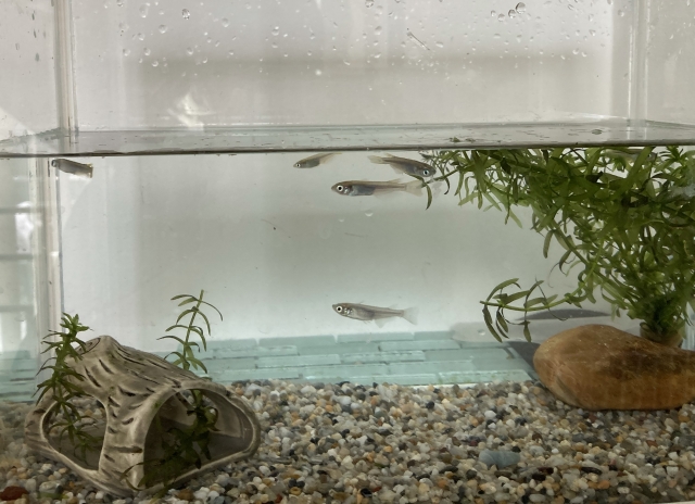 砂利を敷いた水槽で泳ぐメダカと水草や隠れ家などのレイアウト