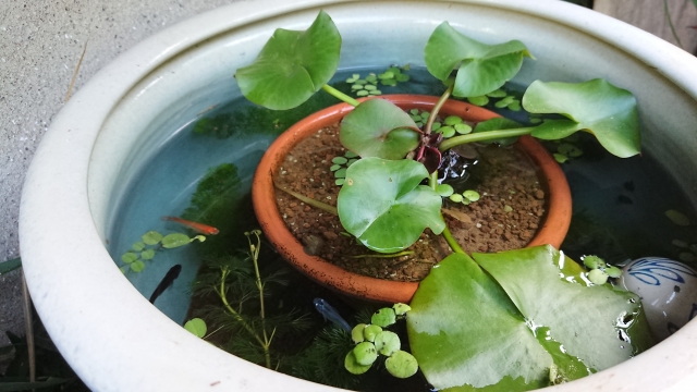 睡蓮鉢で泳ぐメダカと水面に浮かぶ水草のビオトープ