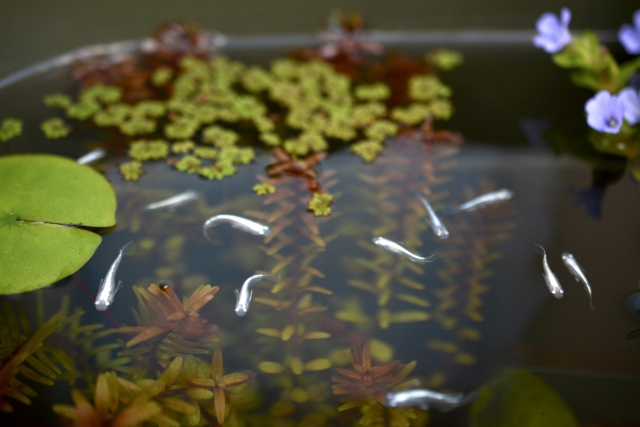 水草が浮かぶ水槽を泳ぐ複数の白いメダカ