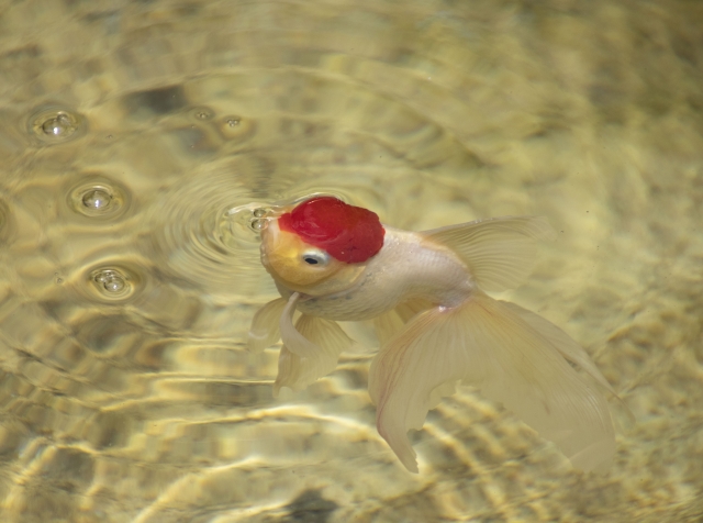 水面に口を出す頭部が赤い金魚と波紋
