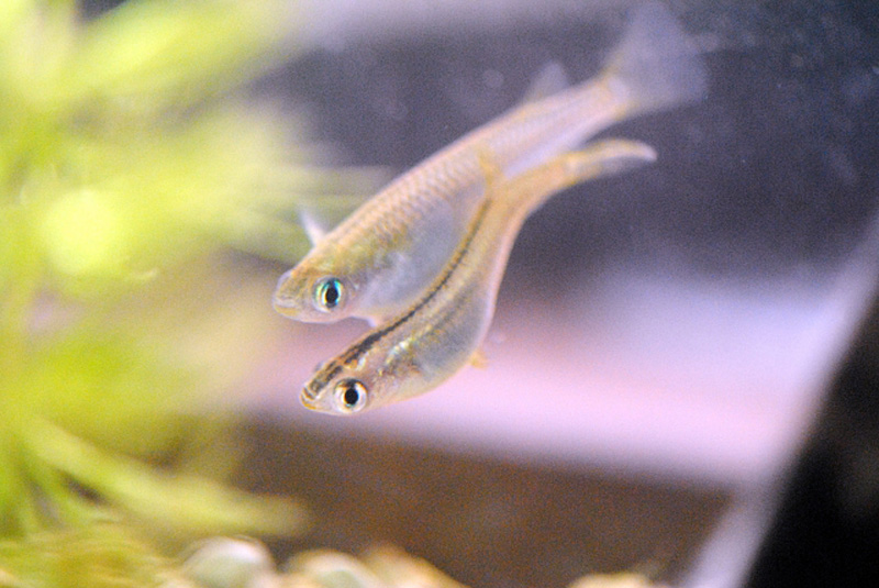 水草の側を泳ぐ2匹のメダカと水面に映る魚影