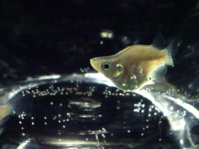暗い水槽内を泳ぐ腹部の膨らんだメダカの横顔