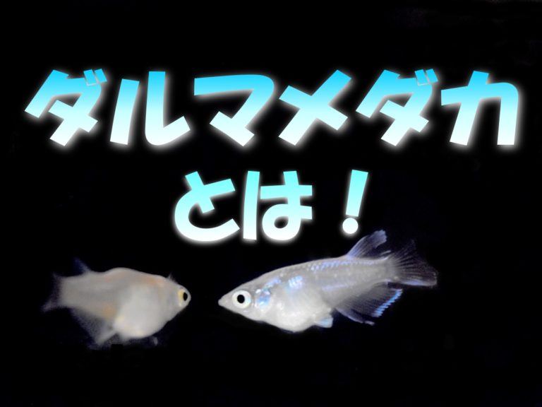 ダルマメダカとは!の文字と泳ぐ2匹のメダカの見出し画像