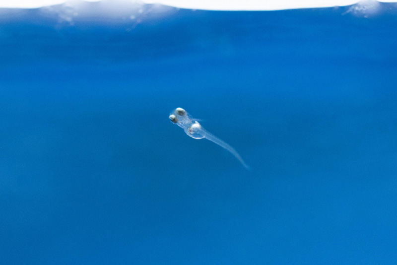 青い背景の水槽内を泳ぐ透明なメダカの稚魚