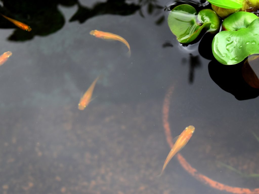 水面に浮かぶ浮き草と泳ぐ数匹のメダカの俯瞰画像
