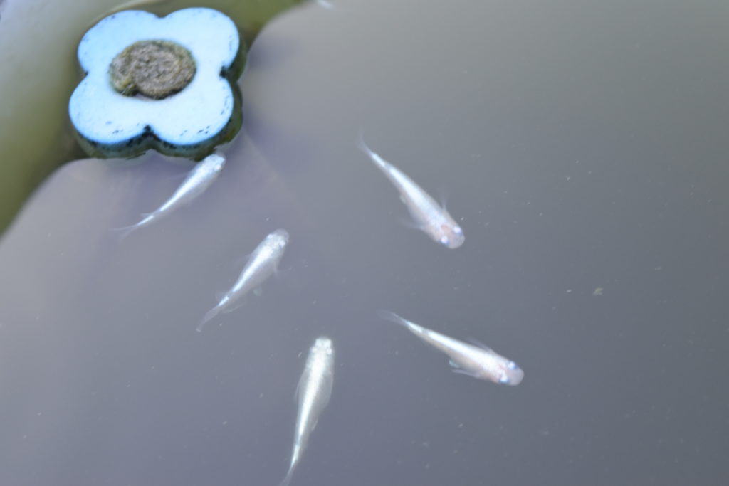 水面に浮かぶ産卵床と群れて泳ぐ白いメダカの俯瞰写真