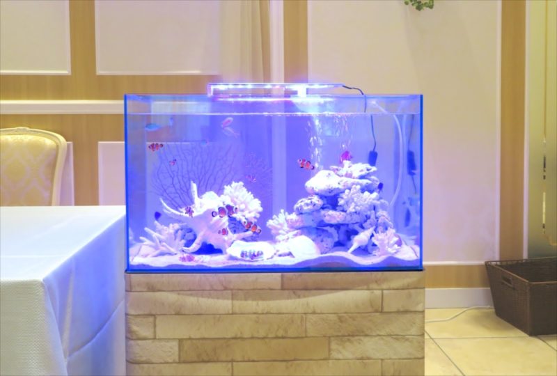青い照明の海水魚水槽と白い貝殻やサンゴのレイアウト