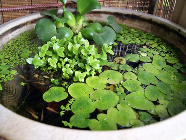 睡蓮鉢に浮かぶ浮き草と水面を泳ぐメダカの姿