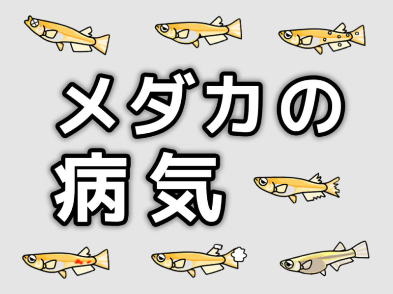 メダカの病気の文字と体調不良のメダカのイラスト画像