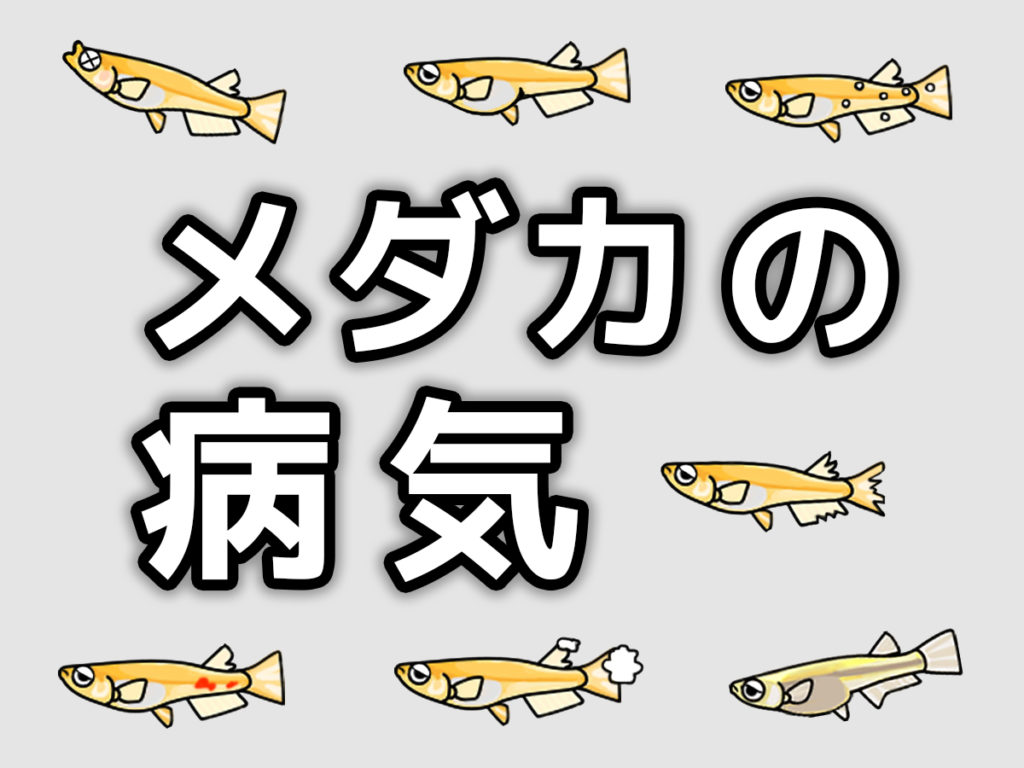 メダカの病気！かかりやすい尾ぐされ病など7種の症状と対処法を解説のサムネイル画像
