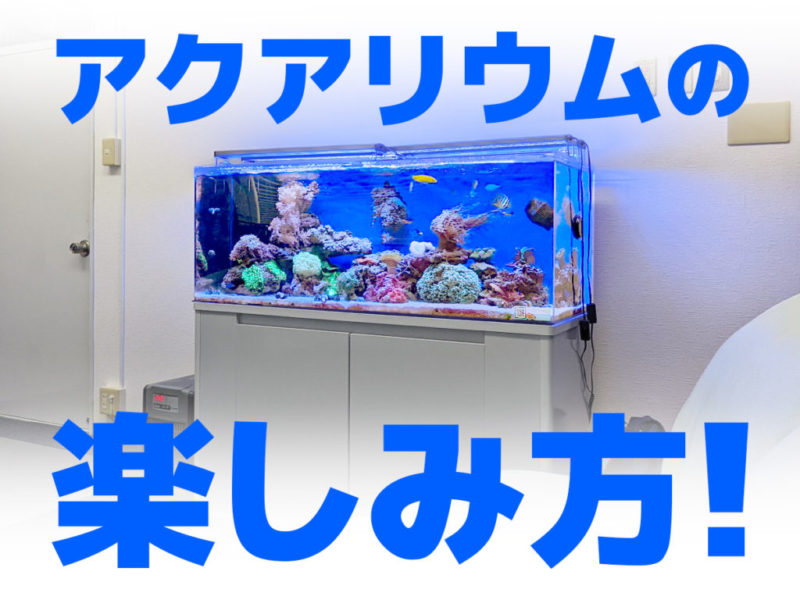 アクアリウムの楽しみ方！の文字とサンゴ水槽の見出し画像