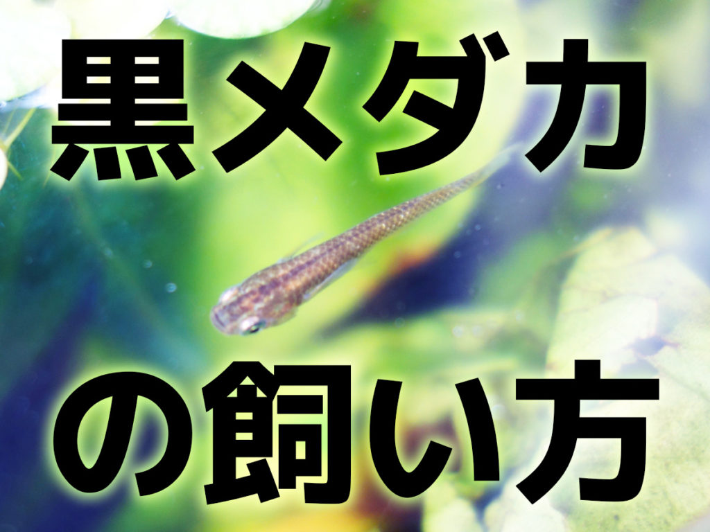 黒めだかを飼育しよう!おすすめ品種5選や飼い方、野生のメダカとはのサムネイル画像